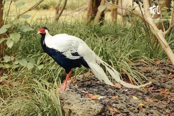 zhiji2