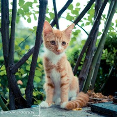 cat.jpg