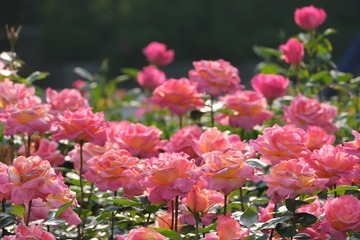 41DEBAEE-BFB8-4F3F-9308-D4E08272DC94/L0/001