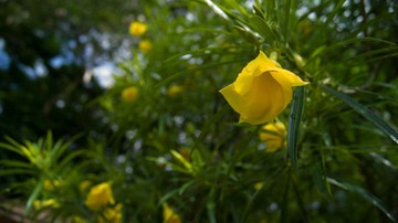 DSC00931.jpg
