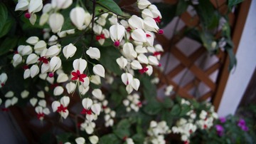 DSC01565.jpg