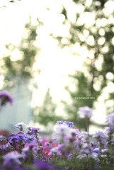 花语1