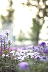 花语2