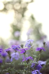花语3