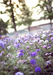花语6