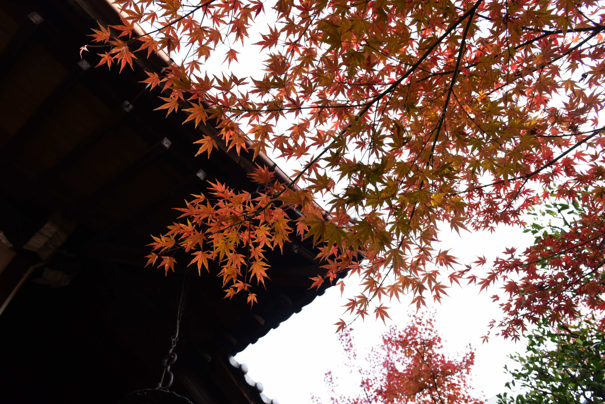 目前最有意境的精致的寺庙让人流连忘返