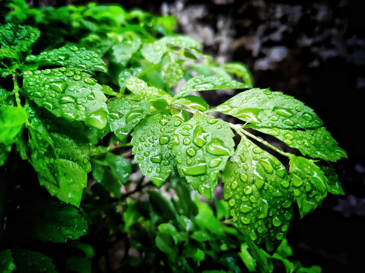 雨,叶子 - 闲不过云 - 图虫