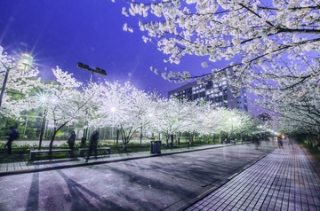 DSC_0100.jpg