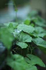 1DB86EAC-528C-4313-AD82-56976EE7942C/L0/001