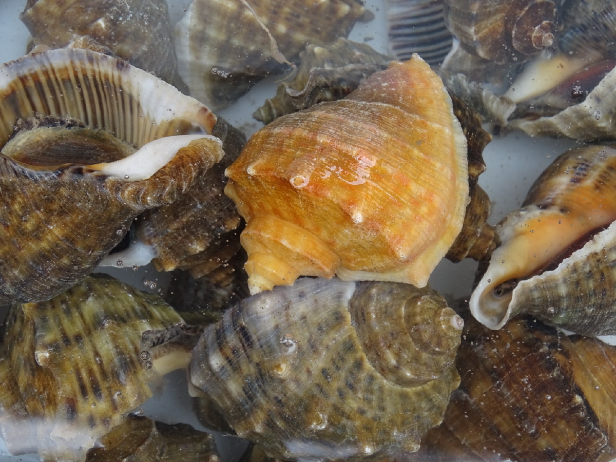 金色海螺 - 走遍滦南 - 图虫