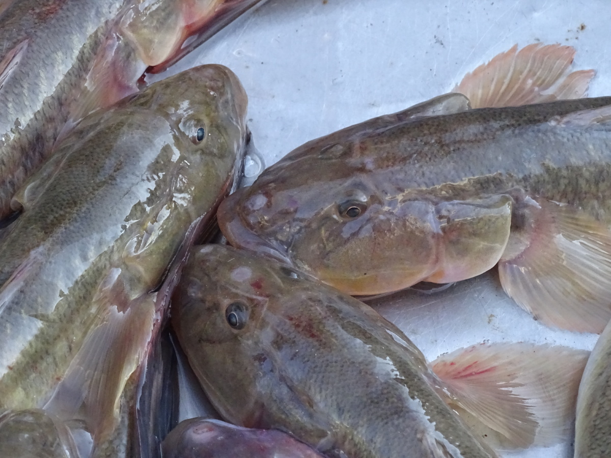 油光鱼,最好钓的鱼. - 走遍滦南 - 图虫