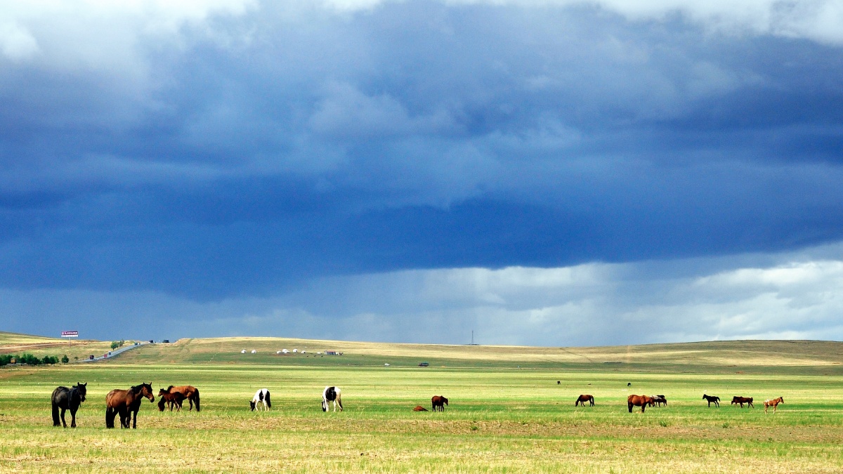 2012年6月,中国内蒙古锡林格勒草原 br />