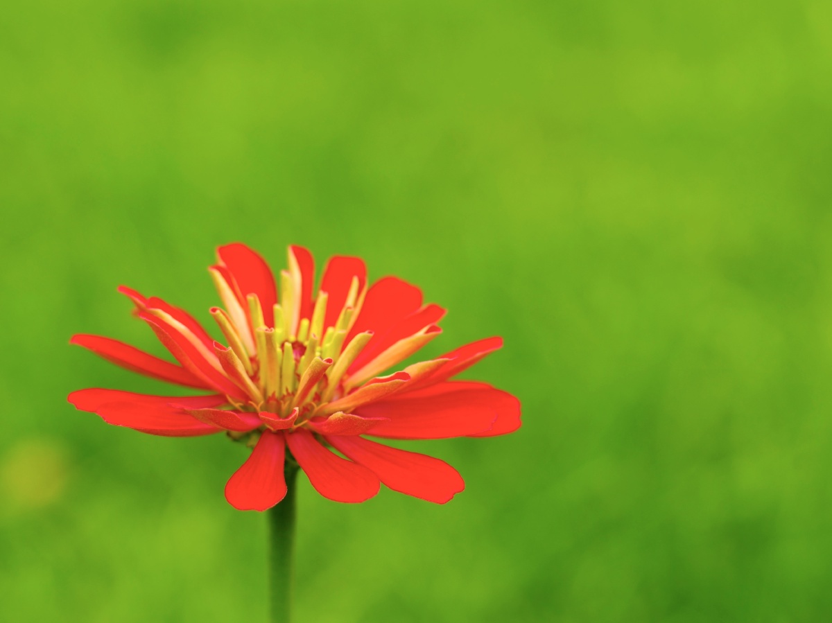 大光圈镜头把这朵小红花后面的草地完全虚化成了一片绿,于是就有了