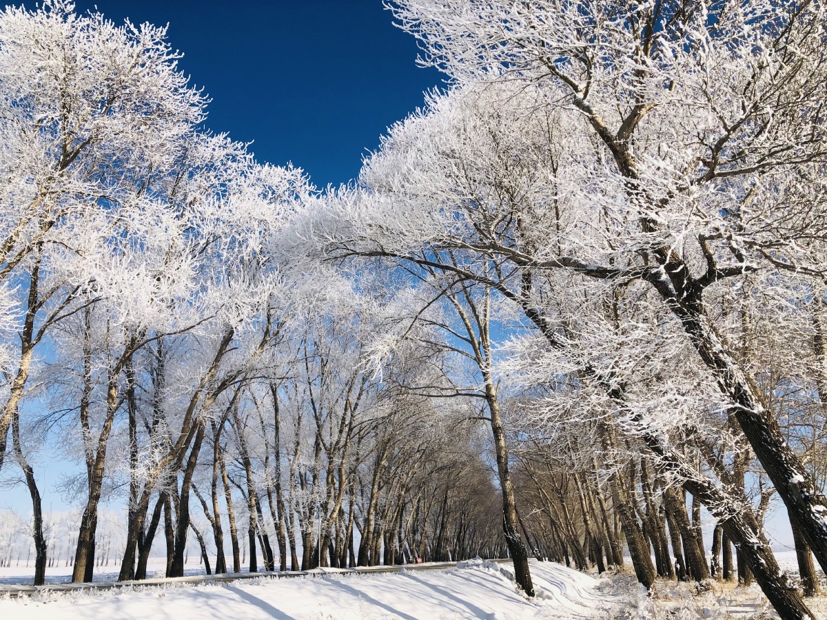 东北雾凇冰雪世界冬季户外蓝色天空冰雪世界