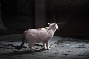 DSCF7530
