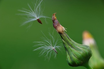 风吹呀吹 吹呀吹 吹在微凉的梦中 我追阿追 追阿追 却停在原地不动……