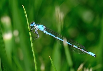 蓝蜻蜓