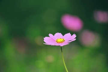 波斯菊