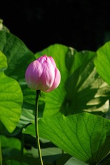IMGP3825.jpg
