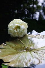 IMGP3803.jpg