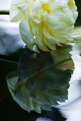 IMGP3816.jpg