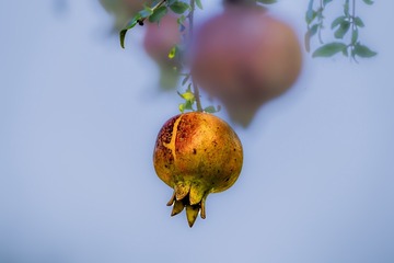 12055