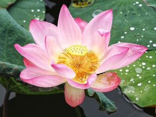 5D4266CF-0A7C-4299-AC25-5F30F053DD16/L0/001