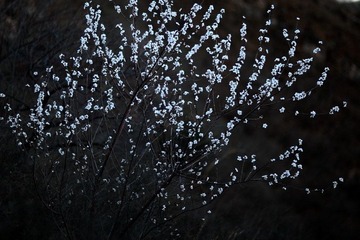 IMG_9901.JPG