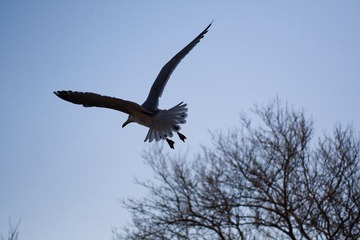 Flying Away