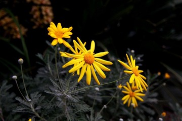 雏菊