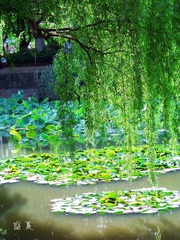 100_1306.JPG