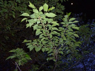 P1000171.JPG