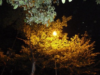 P1000249.JPG