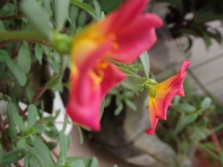 DSCF2626.JPG