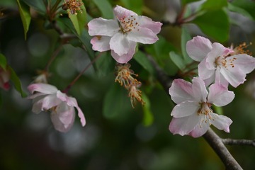 DSC_4907