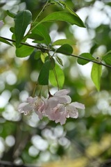 DSC_4875