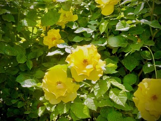 A5E45637-03A6-462D-9648-6AE7D17A8DF0/L0/001