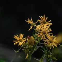 7469DA9E-33FE-499B-A7E4-8EDD64AE5151/L0/001