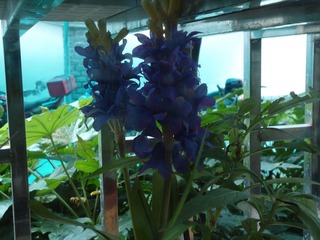 DSC01090.JPG