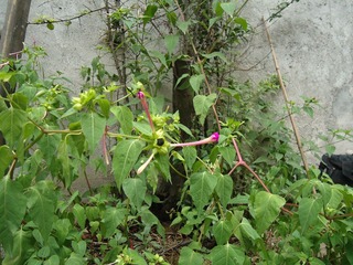DSC01329.JPG