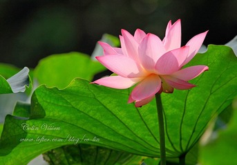 Lotus_colin-01.jpg