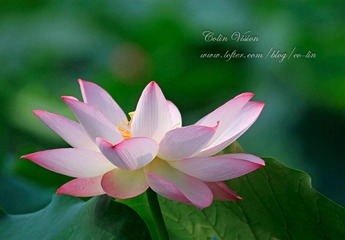 Lotus_colin-02.jpg