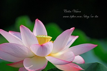 Lotus_colin-03.jpg