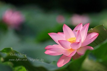 Lotus_colin-04.jpg