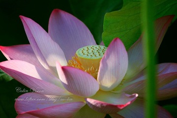 Lotus 2-5.jpg