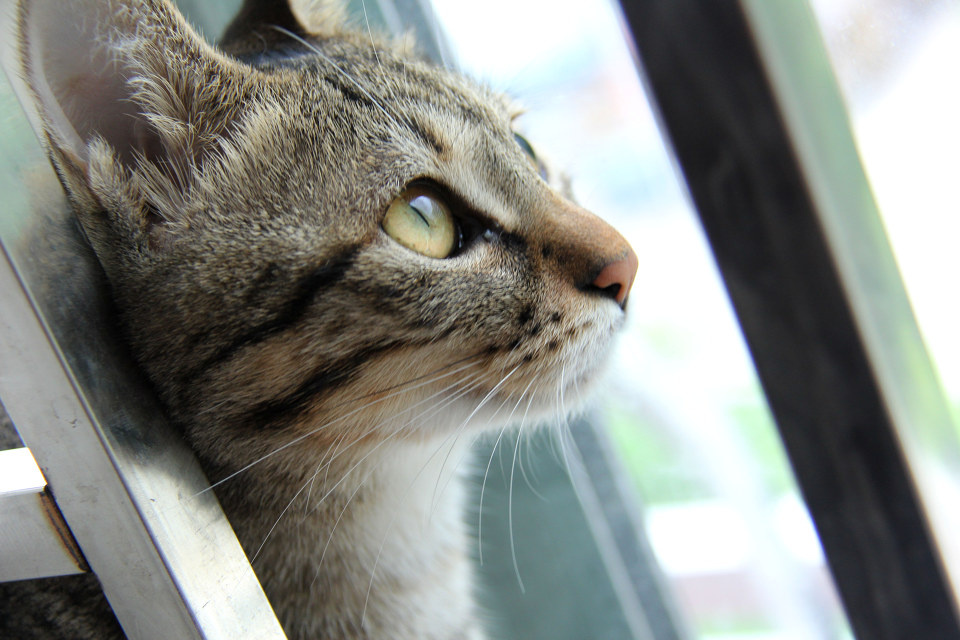 巧克力的人生 br /> 从一个顽皮的小家伙变成了一个安静忧郁的少年.