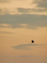 A5D359C2-D68F-426A-9801-0C07CF148A31/L0/001