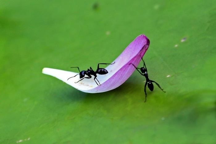 大黑蚂蚁带妹纸乘花瓣船去看海上升明月