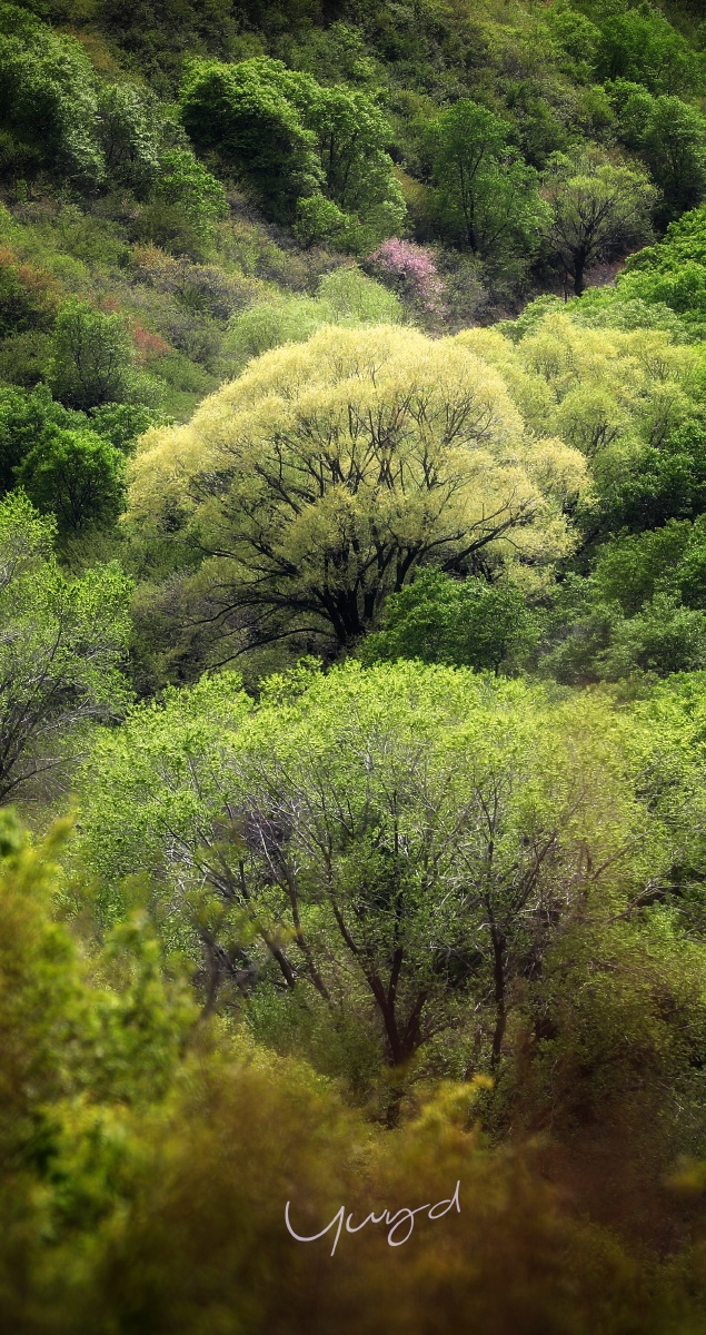 春天的翠绿山谷