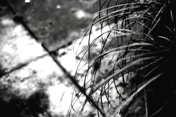 IMG_0462100.jpg